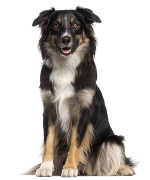 Australian Shepherd dog, 1 year old, sitting in front of white background