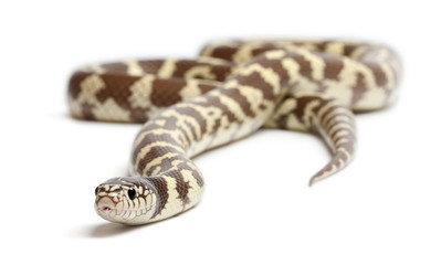 Banana eastern kingsnake or common kingsnake, Lampropeltis getula californiae, in front of white background