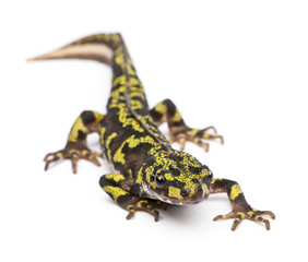 Marbled Newt - Triturus marmoratus