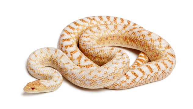 Albinos Pacific gopher snake or coast gopher snake, pituophis catenifer annectans applegate, in front of white background