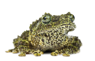 Mossy Frog, Theloderma corticale, also known as a Vietnamese Mossy Frog, or Tonkin Bug-eyed Frog, portrait against white background