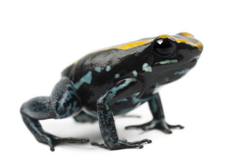 Golfodulcean Poison Frog, Phyllobates vittatus, against white background