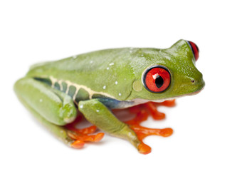 Red-eyed Treefrog, Agalychnis callidryas, against white background