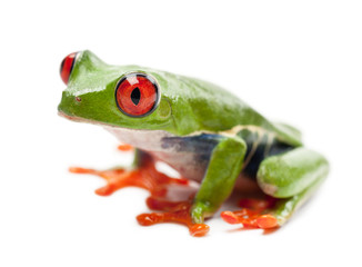 Red-eyed Treefrog, Agalychnis callidryas, portrait against white background