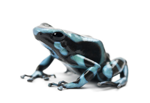 Green and Black Poison Dart Frog or the Green and Black Poison Arrow Frog, Dendrobates auratus, against white background