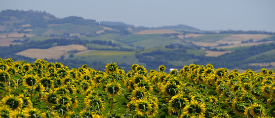 Summer landscape in Marches (Italy) near Appignano