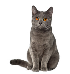 Obraz premium Chartreux, 9 miesięcy, siedzący na białym tle