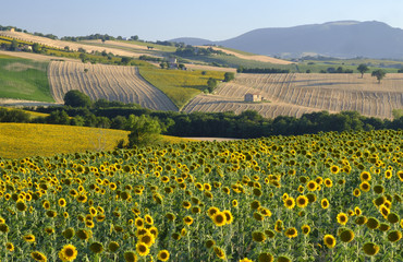 Summer landscape in Marches (Italy) near Filottrano