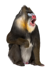 Mandrill sitting and shouting - Mandrillus sphinx (22 years old) is a primate of the Old World monkey