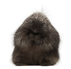 North American Porcupine sitting, Erethizon dorsatum, also known as Canadian Porcupine or Common Porcupine against white background