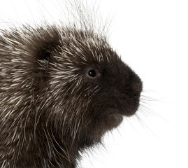 North American Porcupine, Erethizon dorsatum, also known as Canadian Porcupine or Common Porcupine against white background