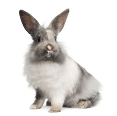 Rabbit sitting