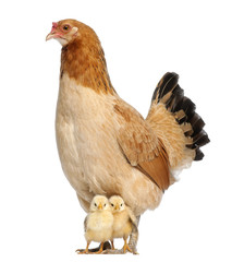 Hen with its chicks