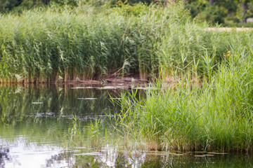 See in Norddeutschland