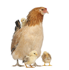 hen with its chicks around her and on its back