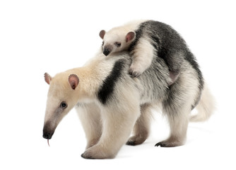 Obraz premium Tamandua, Tamandua tetradactyla mother, 3 years old, and child, 3 months old, walking against white background