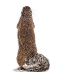 Cape Ground Squirrel, Xerus inauris, standing against white background © Eric Isselée