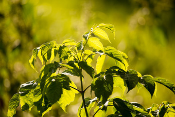 Obraz premium green leaves on a branch of a tree outdoors