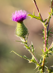 fluffy flower on a prickly plant in nature