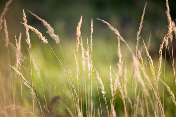 yellow ears on grass in autumn park