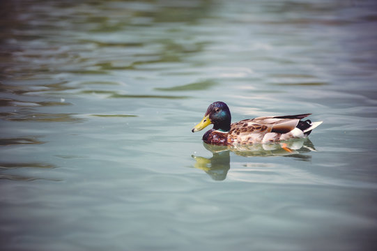 wild duck floating relaxing in a pond