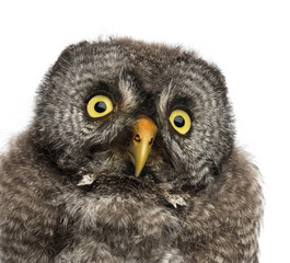 Great Grey Owl or Lapland Owl, Strix nebulosa, 2 months old against white background