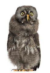Great Grey Owl or Lapland Owl, Strix nebulosa, 2 months old against white background