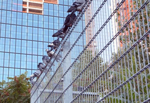 Nine pigeons roosting on a metal security fence