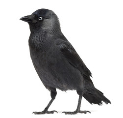 Western Jackdaw looking away, Corvus monedula, (or Eurasian Jackdaw, or European Jackdaw or simply Jackdaw) against white background