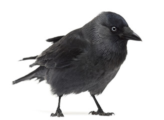 Western Jackdaw Corvus monedula, (or Eurasian Jackdaw, or European Jackdaw or simply Jackdaw) against white background