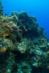 Fototapeta na wymiar Colorful coral mountain