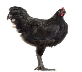 Australorp, 5 months old, against white background