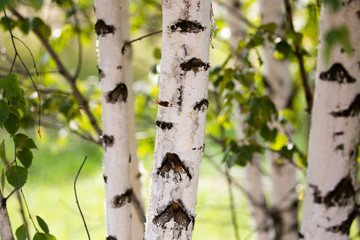 Obraz premium white trunks of a birch on the nature