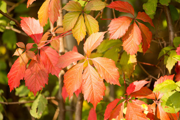 red leaves on a tree in autumn park