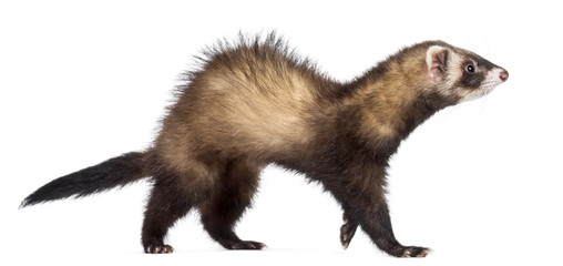 Side view of Ferret, 7 months old, walking against white background