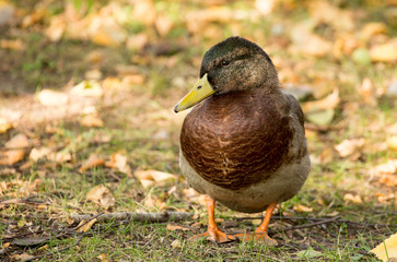 portrait of a duck in a park in autumn