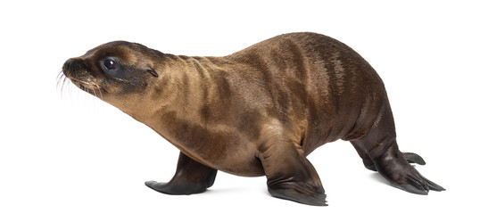 Young California Sea Lion, Zalophus californianus, walking, 3 months old against white background