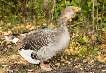 Naklejka na ściany i meble portrait of a goose in a park in autumn