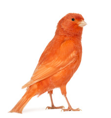 Red canary, Serinus canaria, against white background - obrazy, fototapety, plakaty