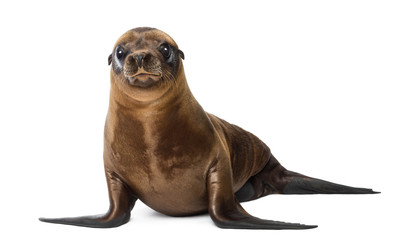 Young California Sea Lion, Zalophus californianus, portrait, 3 months old against white background