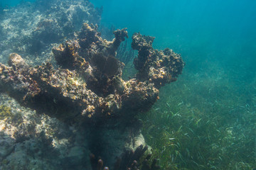 Coral reef outcrop