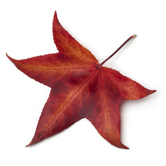  Red autumn leaf of an American sweetgum tree