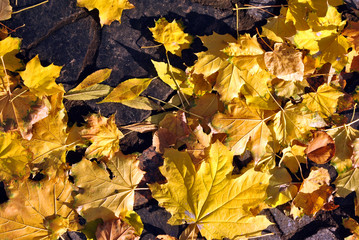 Bright yellow maples leaves on road with tile, texture background