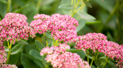 pink flower in a park in the nature