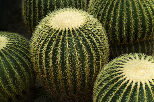 Golden barrel cactus