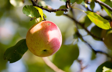 Ripe apple on a tree in the nature