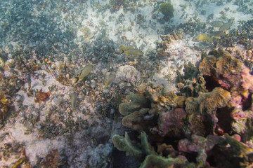 French grunt in a reef