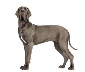 Side view of a Great Dane, 10 months old, looking at the camera in front of white background
