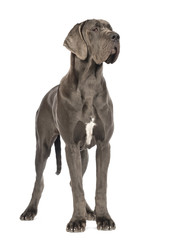 Great Dane, 10 months old, looking away in front of white background