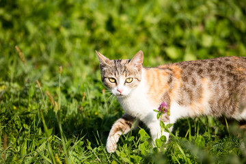 Naklejka na ściany i meble cat walking in the grass outdoors